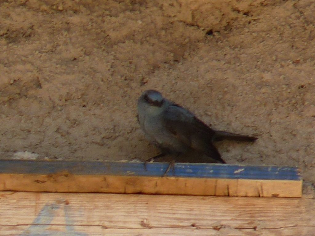 Uccelli isole greche -1^ parte